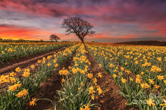 March 2026 Grapevine