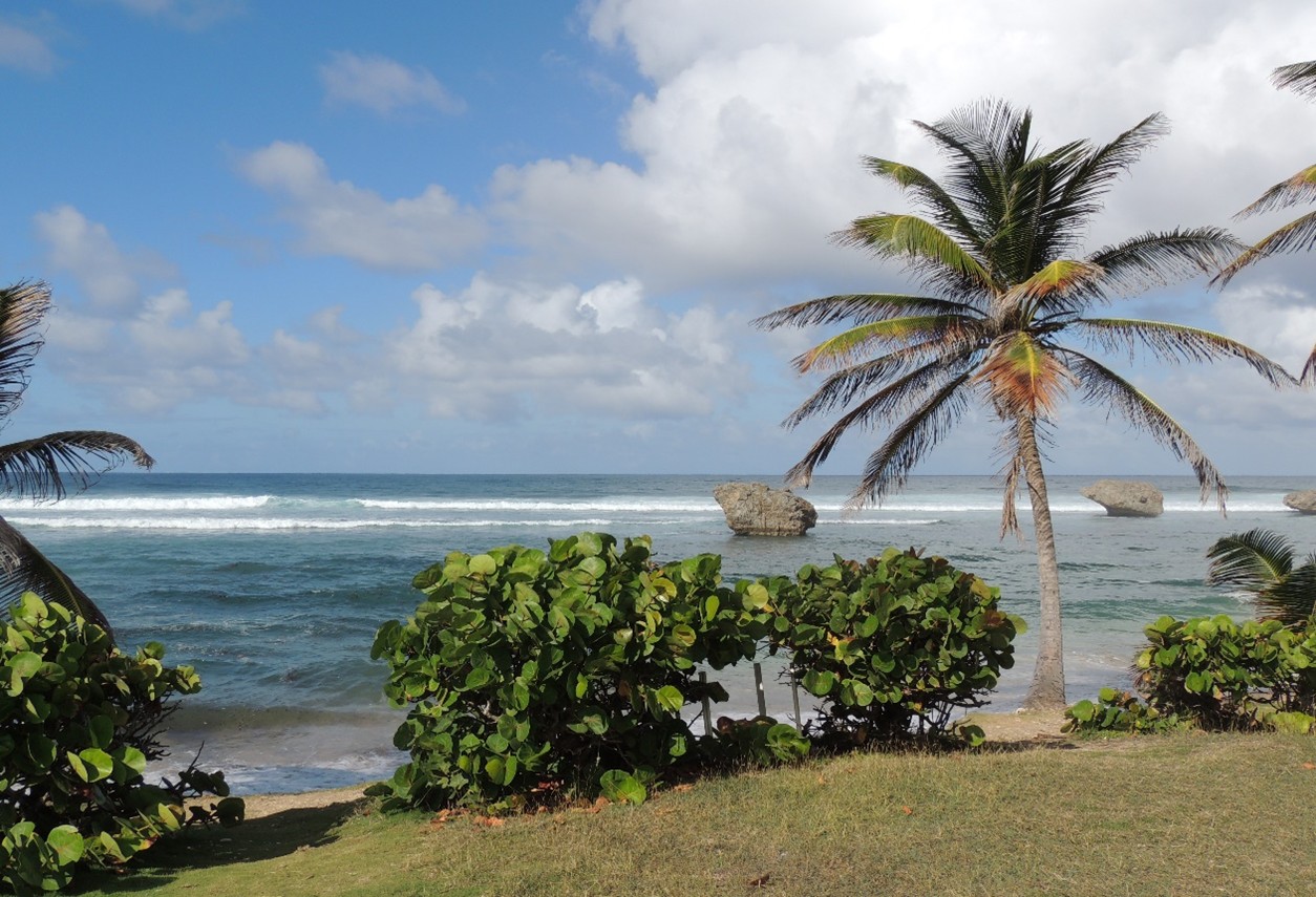 August 2025 Grapevine